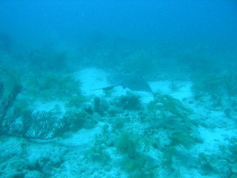 diving10